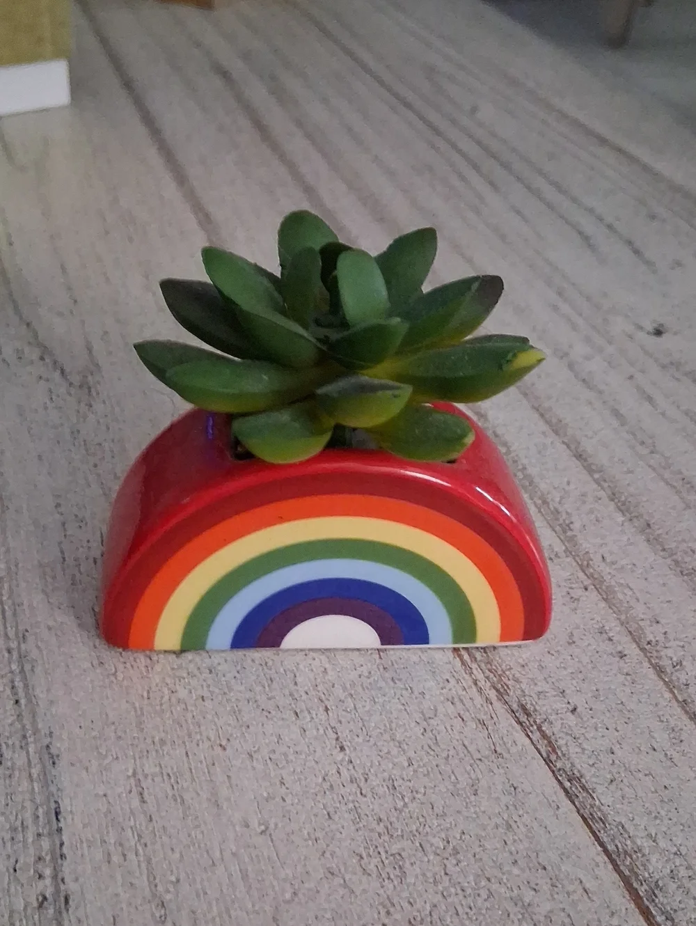 Ceramic Rainbow Succulent Planter - Faux Plant